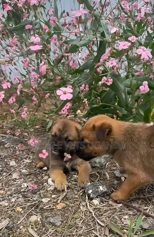 1-3 months Male Mixed Breed German Shepherd