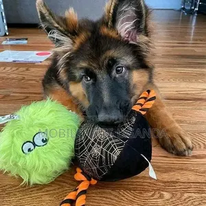 3-6 months Female Purebred German Shepherd