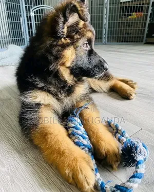 0-1 month Female Purebred German Shepherd