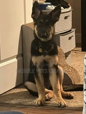 3-6 months Male Purebred German Shepherd