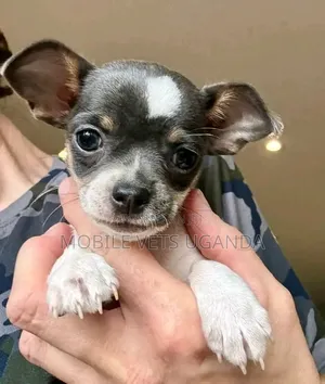 1-3 months Male Purebred Chihuahua