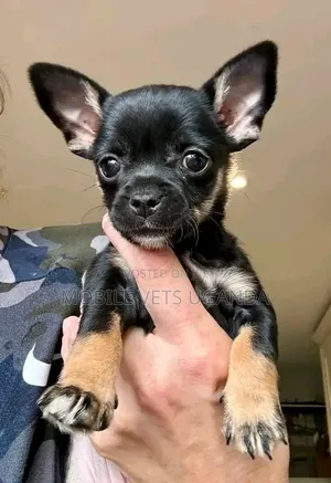 1-3 months Female Purebred Chihuahua