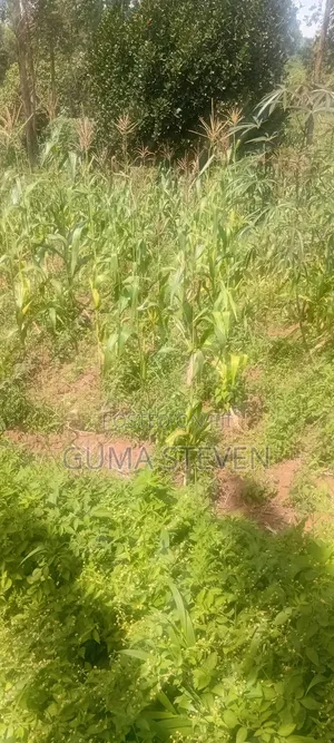 2acres of Land Forasale in Kyenjojo Price 10millions Peracre