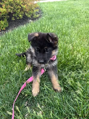 1-3 months Female Purebred German Shepherd