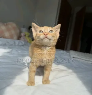 1-3 months Male Purebred American Shorthair