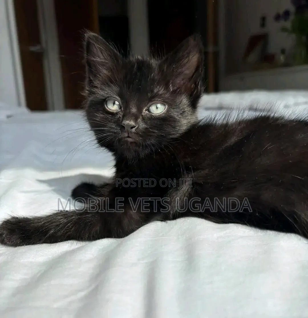 0-1 month Female Purebred Bombay