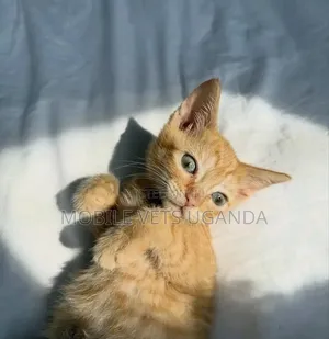 0-1 month Female Purebred Balinese