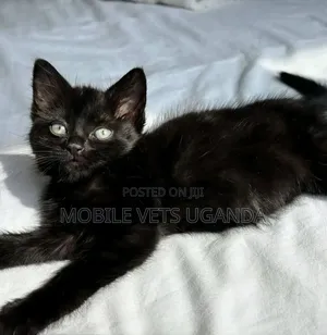 1-3 months Male Purebred Ragamuffin