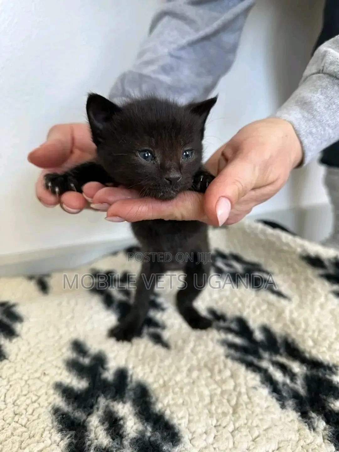 1-3 months Female Purebred Sphynx