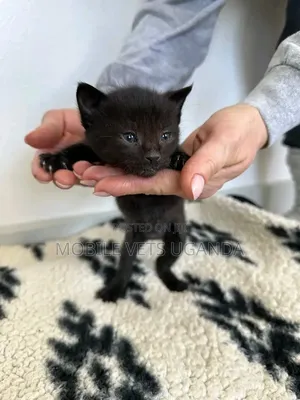 1-3 months Female Purebred Sphynx