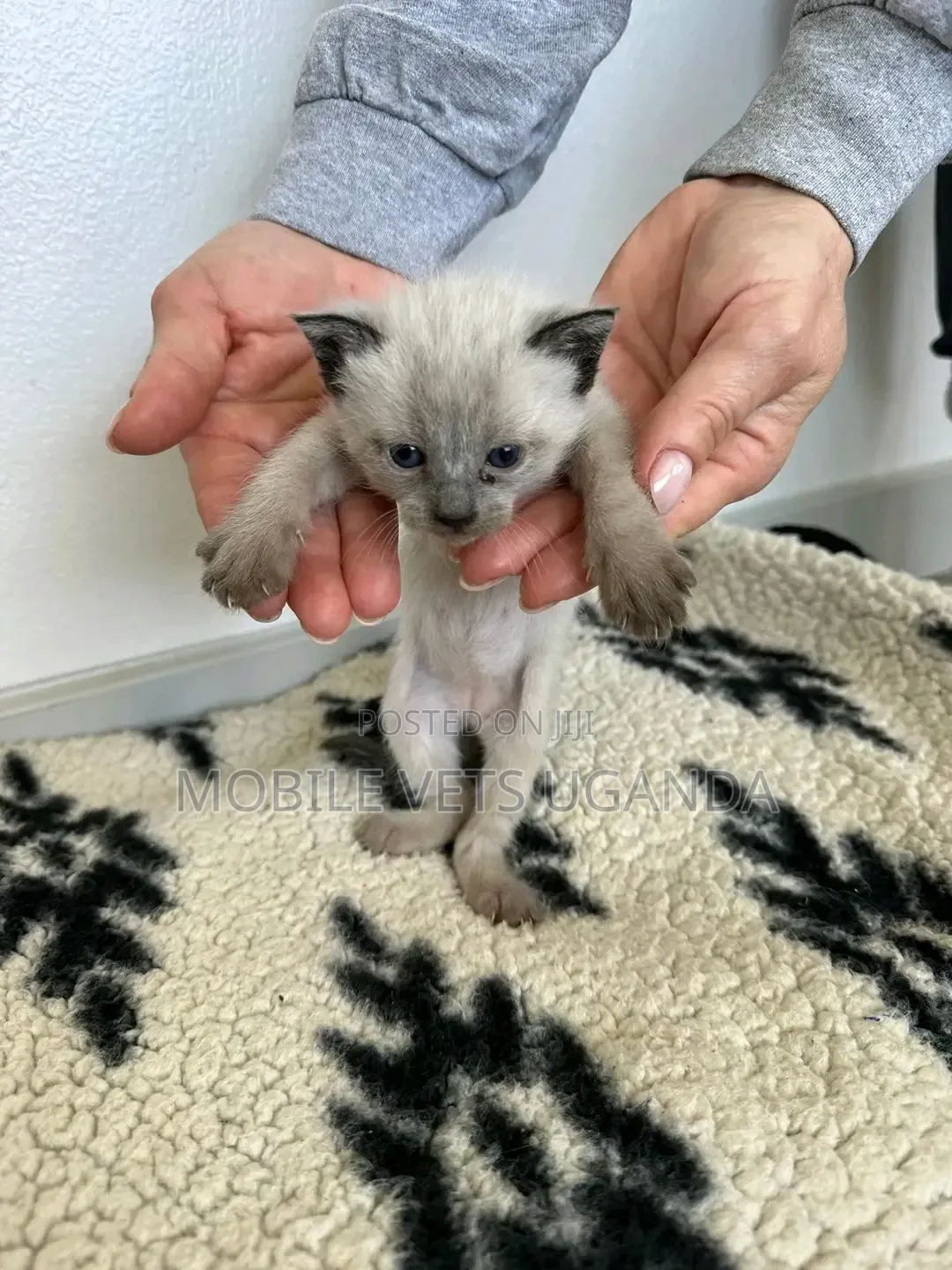 0-1 month Male Purebred Ragdoll
