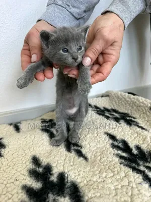 1-3 months Male Purebred American Wirehair