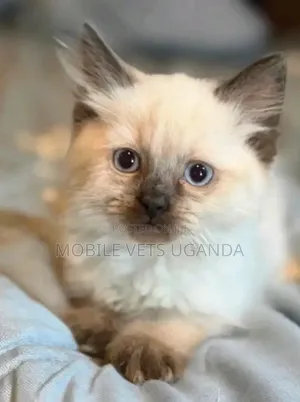 1-3 months Female Purebred Ragdoll