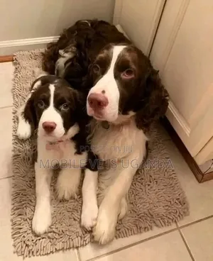 1-3 months Female Purebred English Springer Spaniel