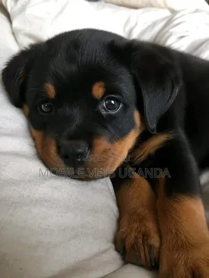 1-3 months Female Purebred Rottweiler