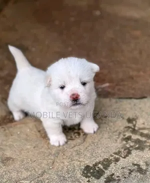 1-3 months Female Purebred Maltese