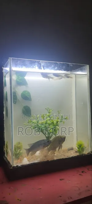 Table Aquarium