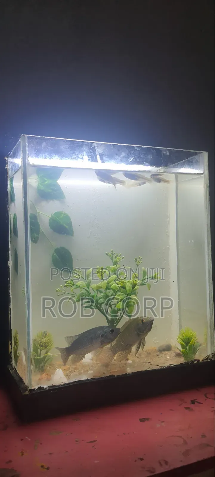 Table Aquarium