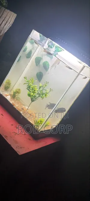 Table Aquarium