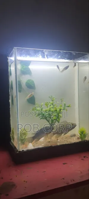 Table Aquarium