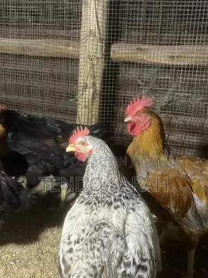 Sarah’S Chicken Farm