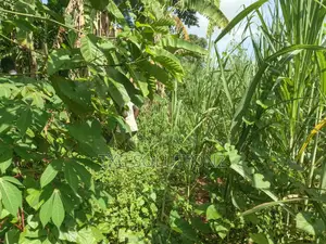1acre Mixed Land Use for Sale Busede