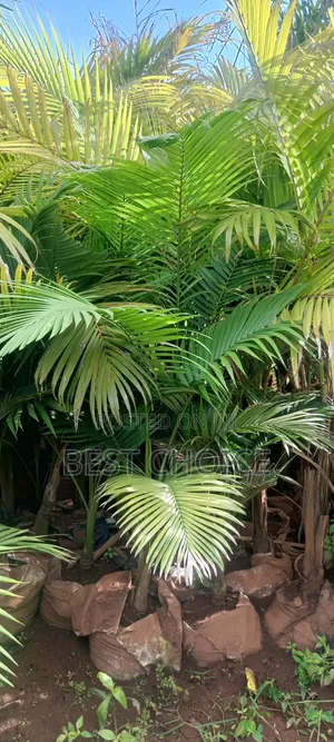 Alexandria Palm for Every Space