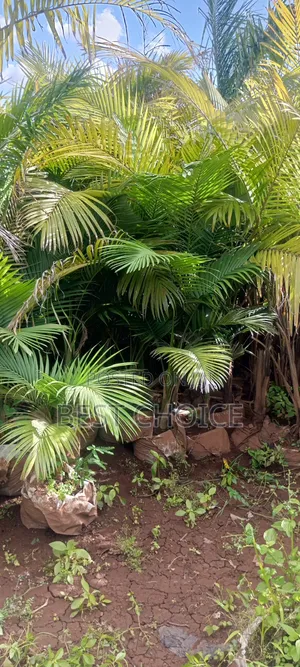 Alexandria Palm for Every Space
