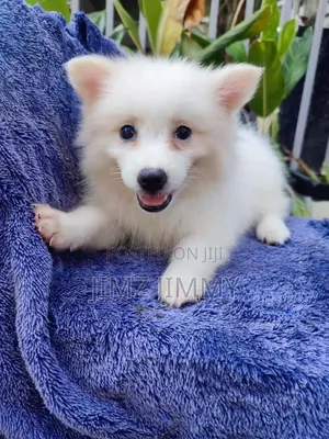 1-3 months Female Purebred Japanese Spitz