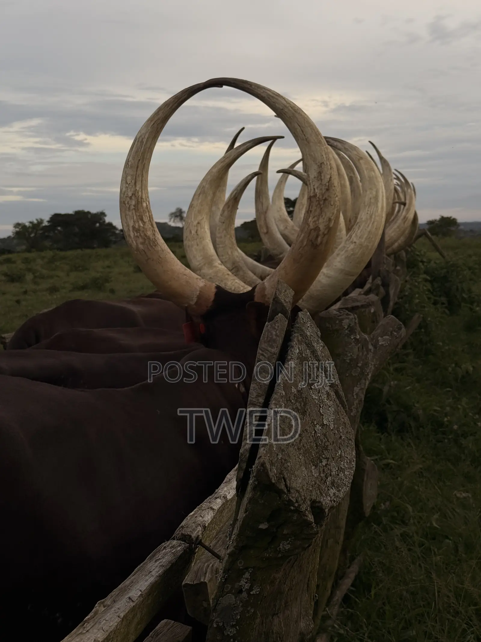 Ankore Cows for Sale