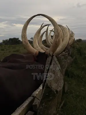 Ankore Cows for Sale