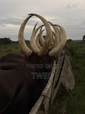 Ankore Cows for Sale