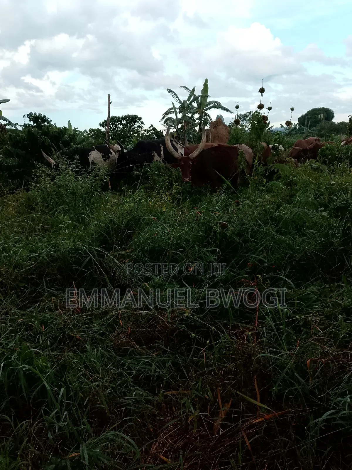 Plot for Sale!