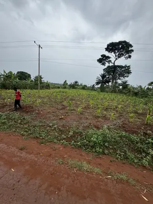 50*50ft and 50*100ft Plots With Maize and Kalitunsi for Sale