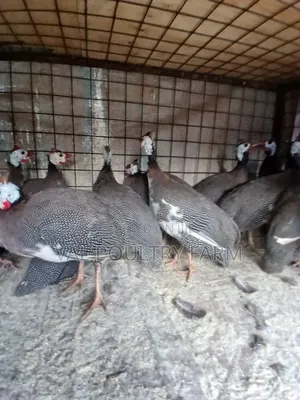 Guinea Folws Available for Sale