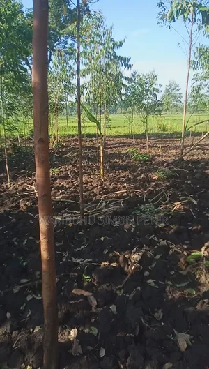 Plot 4 Sale