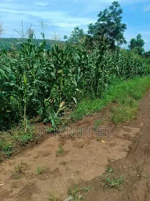 Land for Sale Bombo-Kalule 3km From Off-Road 4 Acres 40m Per Acre.