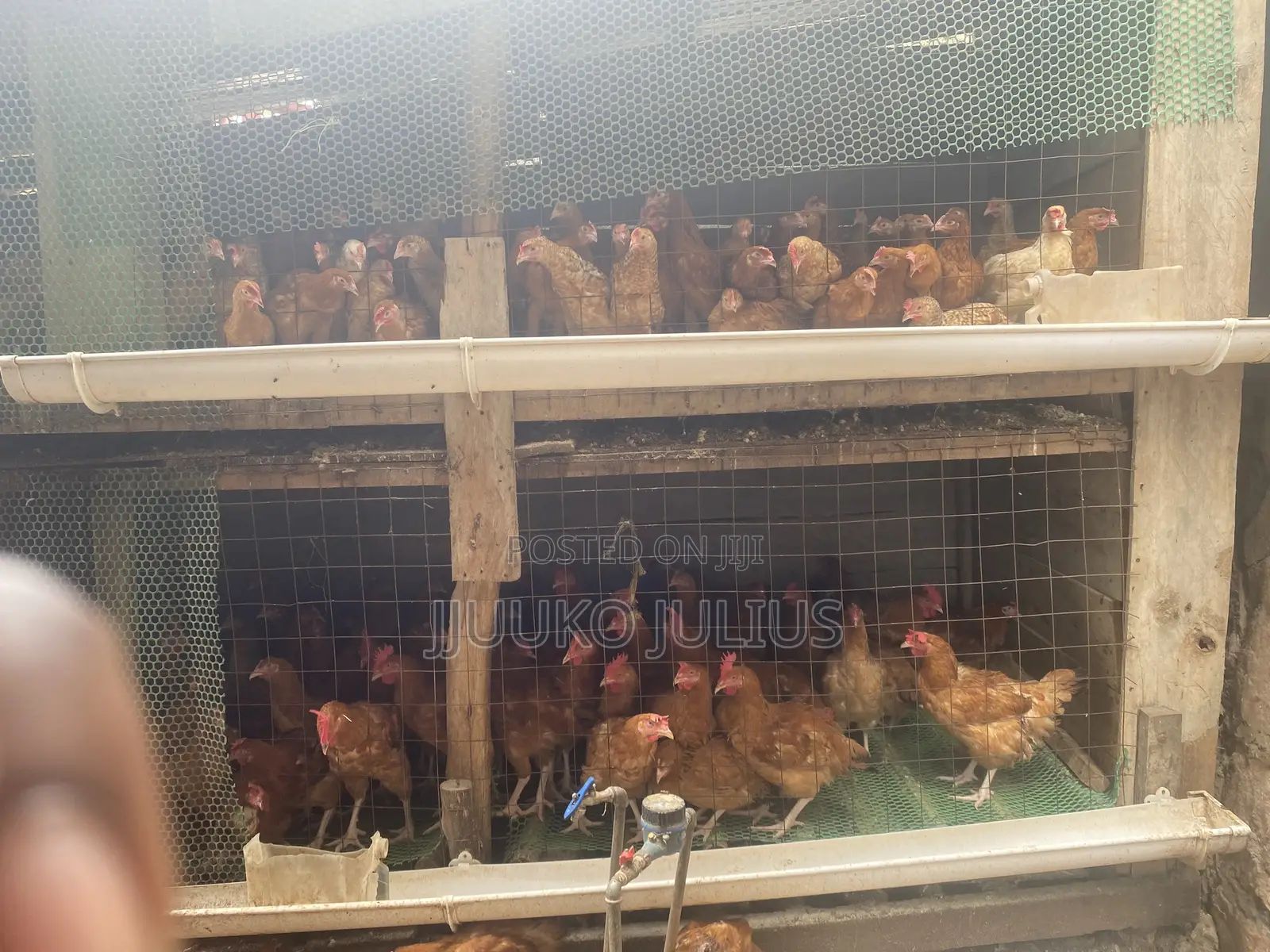 Chickenchicken