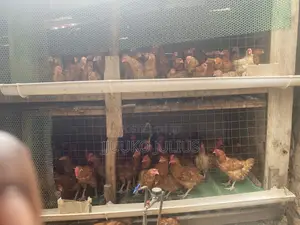 Chickenchicken
