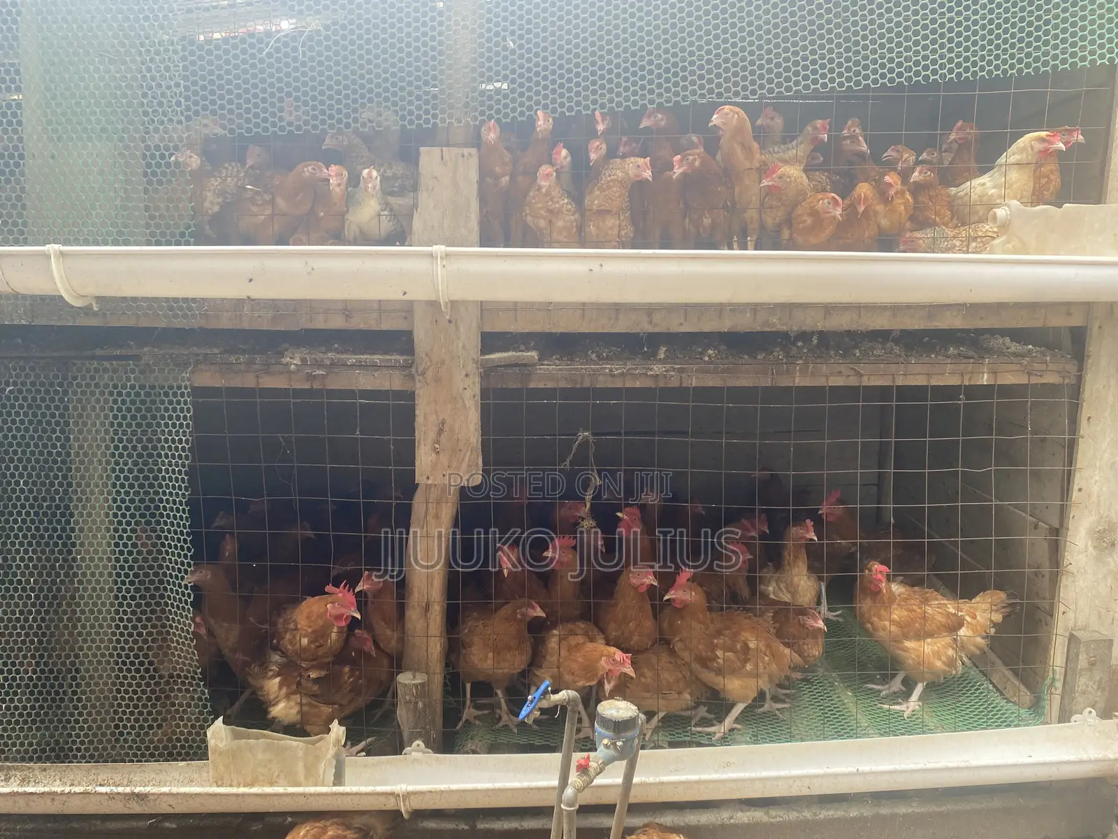 Chickenchicken