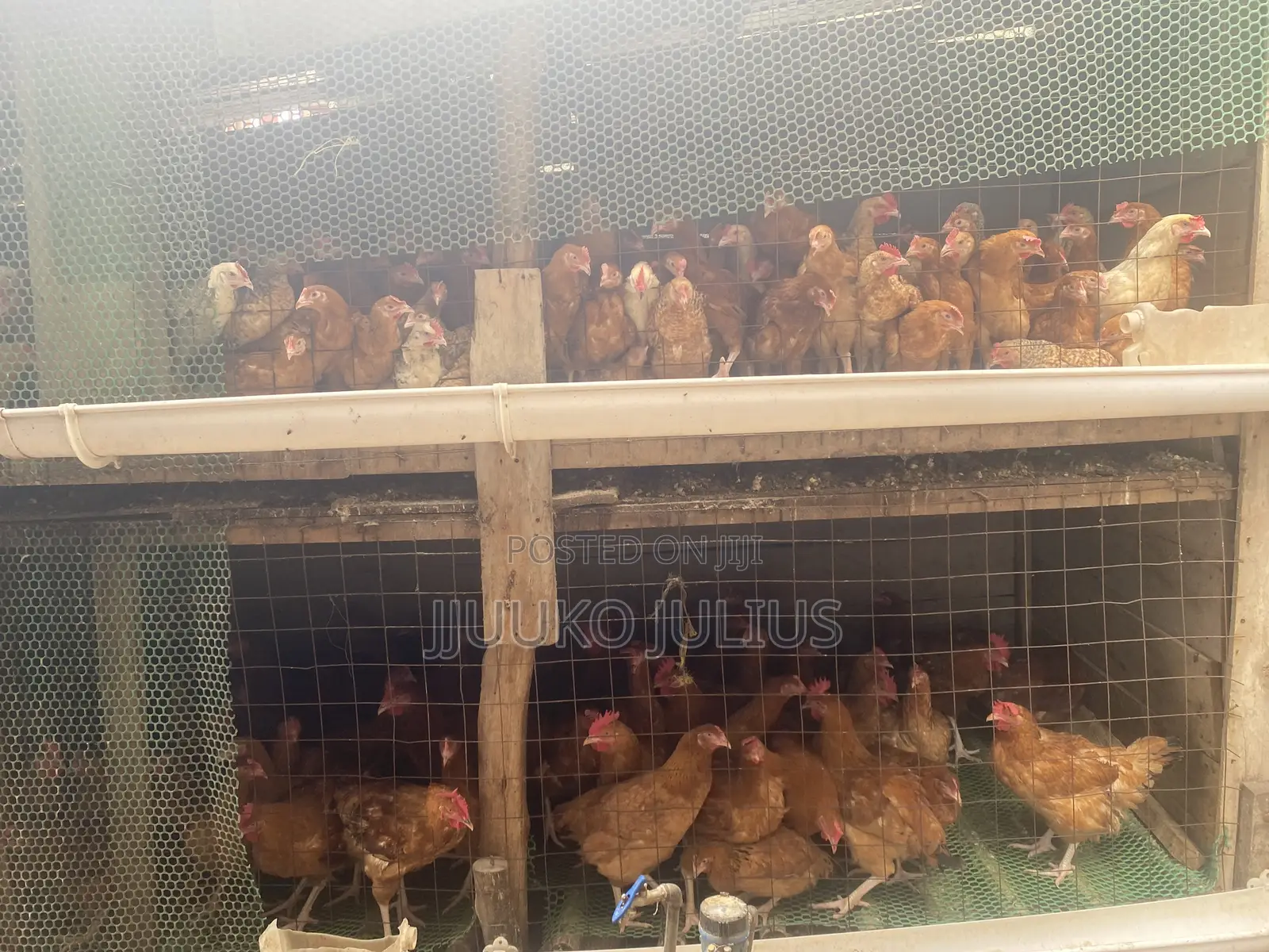 Chickenchicken