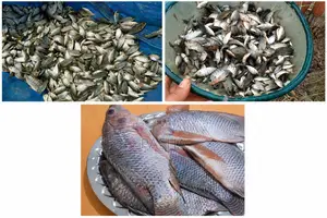 Tilapia Fingerlings for Sale