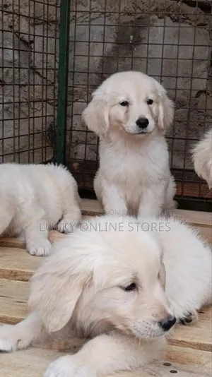 1-3 months Male Purebred Golden Retriever
