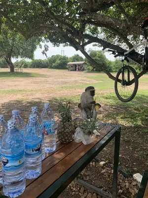 Explore Uganda