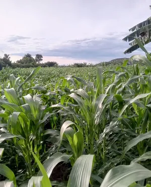 20 Acres of Land for Rent in Gayaza