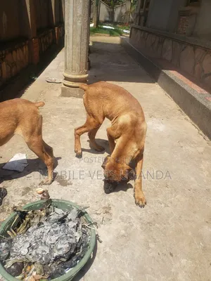 3-6 months Male Purebred Boerboel