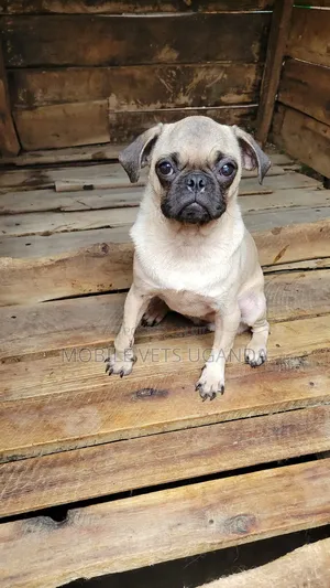 1-3 months Female Purebred Pug