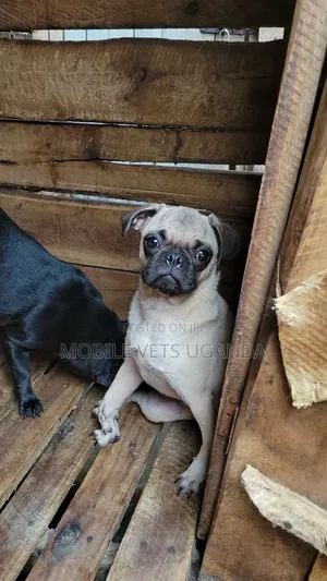 3-6 months Male Purebred Pug