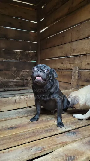 1+ year Male Purebred Pug