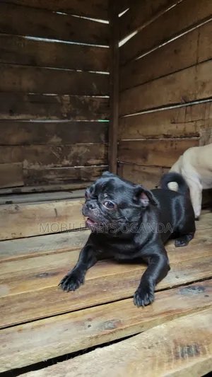6-12 months Male Purebred Pug